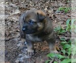 Small #1 German Shepherd Dog