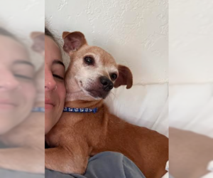 Kody - Male Chihuahua-Unknown Mix Dog for Adoption - Photo #3