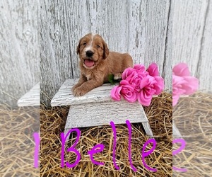 Goldendoodle Puppy for sale in WOOSTER, OH, USA
