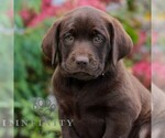 Small #1 Labrador Retriever