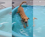 Small #1 Labrador Retriever-Retriever  Mix