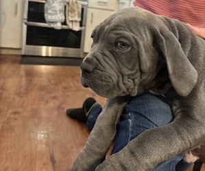Cane Corso Puppy for sale in RENO, NV, USA