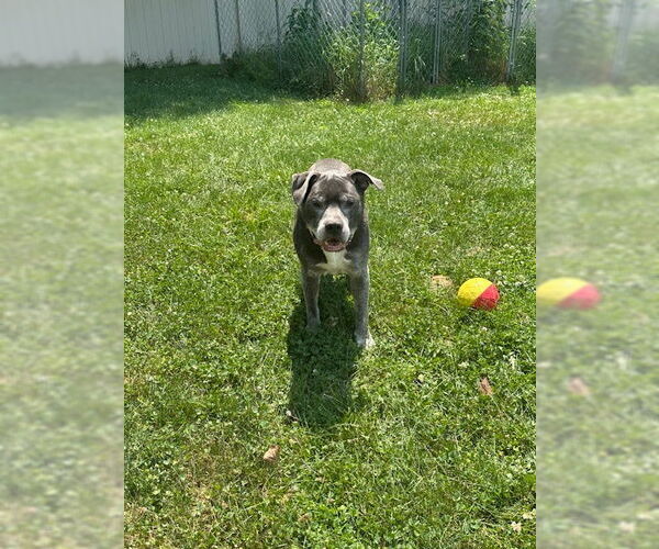 Medium Photo #4 Staffordshire Bull Terrier-Unknown Mix Puppy For Sale in Crete, IL, USA