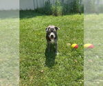 Small #3 Staffordshire Bull Terrier Mix