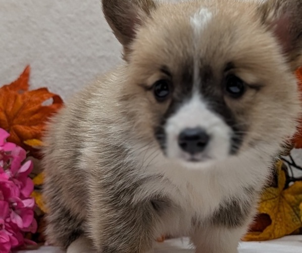 Medium Photo #15 Pembroke Welsh Corgi Puppy For Sale in GOSHEN, IN, USA