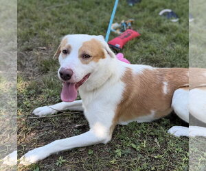 GEORGE - Male Australian Shepherd Dog for Adoption - Photo #3