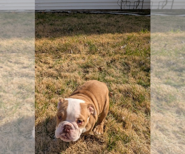 Medium Photo #4 English Bulldog Puppy For Sale in WHITELAND, IN, USA