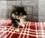 Small Photo #4 Pomeranian Puppy For Sale in MIDDLEBURY, IN, USA