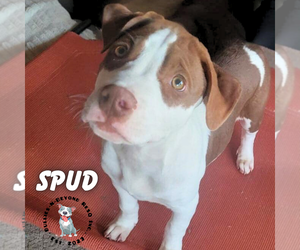 Spud - Male Staffordshire Bull Terrier-Unknown Mix Dog for Adoption - Photo #3