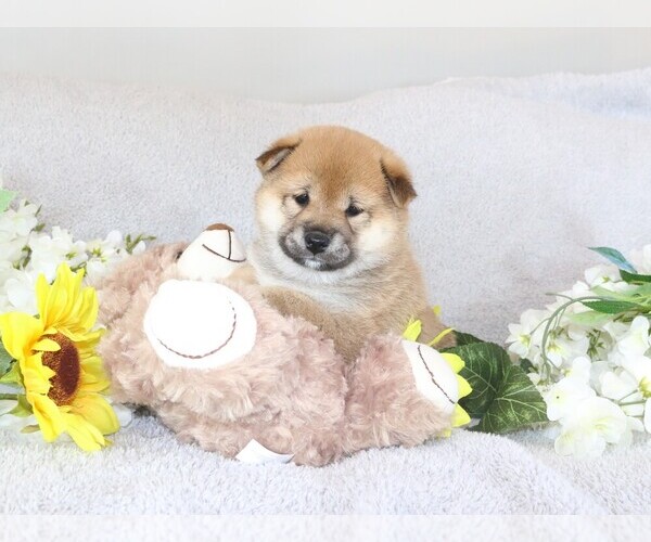 Medium Photo #3 Shiba Inu Puppy For Sale in ORONOGO, MO, USA