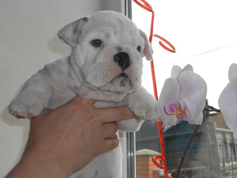 Medium Photo #1 Bulldog Puppy For Sale in LAKE STEVENS, WA, USA