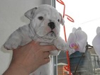 Small Photo #1 Bulldog Puppy For Sale in LAKE STEVENS, WA, USA
