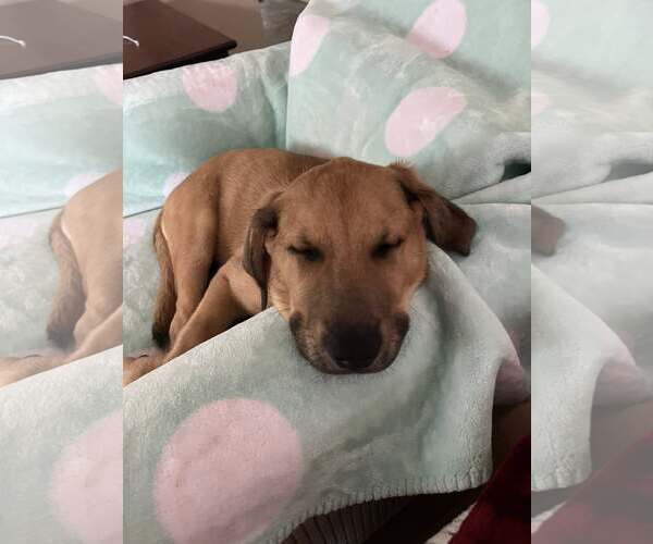 Medium Photo #5 Sheprador Puppy For Sale in Plainfield, IL, USA