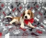 Small #2 Cavalier King Charles Spaniel-Jack Russell Terrier Mix