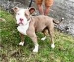 Small Photo #2 American Pit Bull Terrier Puppy For Sale in Fairfax, VA, USA