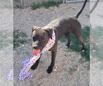 Small #9 American Pit Bull Terrier-Red Heeler Mix