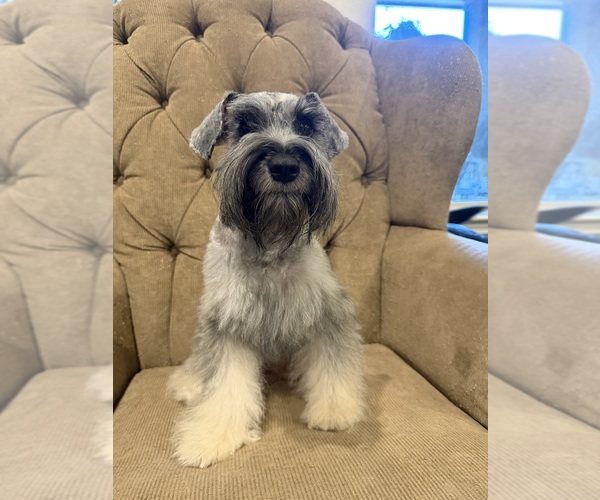 Medium Photo #1 Schnauzer (Miniature) Puppy For Sale in MONTGOMERY, TX, USA