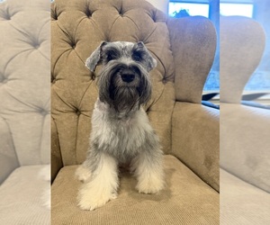 Mother of the Schnauzer (Miniature) puppies born on 05/18/2026