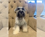 Small Photo #1 Schnauzer (Miniature) Puppy For Sale in MONTGOMERY, TX, USA