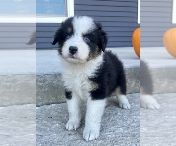 Medium Photo #9 Australian Shepherd Puppy For Sale in LODA, IL, USA