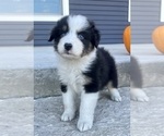 Small #8 Australian Shepherd