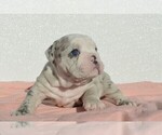 Small Photo #1 Bulldog Puppy For Sale in STEPHENVILLE, TX, USA