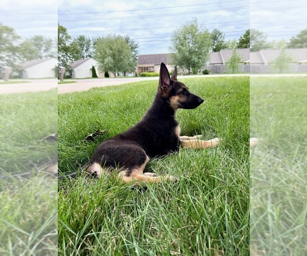 Medium Photo #5 German Shepherd Dog Puppy For Sale in GREENFIELD, IN, USA