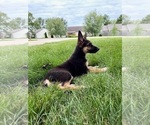 Small #4 German Shepherd Dog