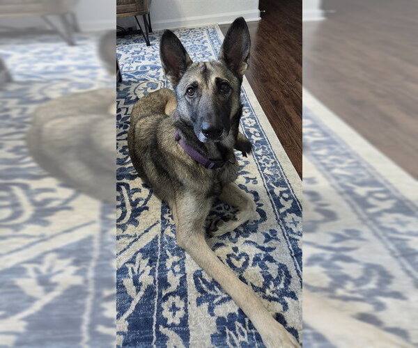 Medium Photo #1 German Shepherd Dog Puppy For Sale in Conroe, TX, USA