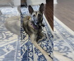 MARGOT - Female German Shepherd Dog Dog for Adoption - Small photo