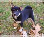 Puppy 2 Shiba Inu