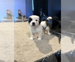 Small Photo #1 Saint Bernard Puppy For Sale in RANCHO DOMINGUEZ, CA, USA