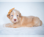 Small Photo #2 Bordoodle Puppy For Sale in CONWAY, MO, USA