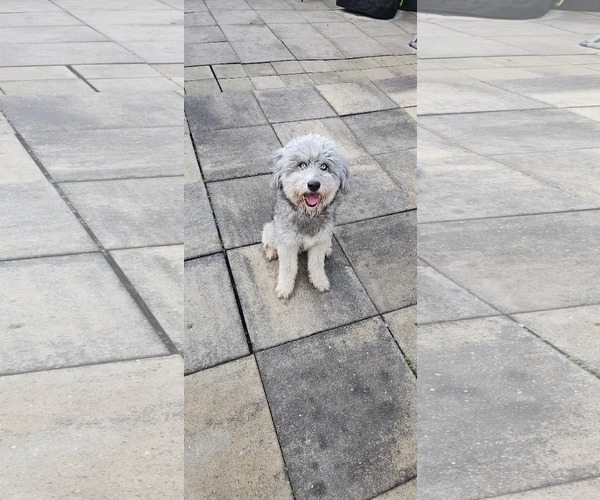 Medium Photo #1 Miniature Labradoodle Puppy For Sale in Oakhurst, NJ, USA