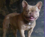 Small Photo #1 French Bulldog Puppy For Sale in GOSHEN, IN, USA
