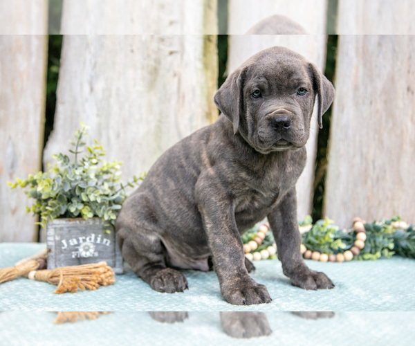 Medium Photo #3 Cane Corso Puppy For Sale in HOWE, IN, USA