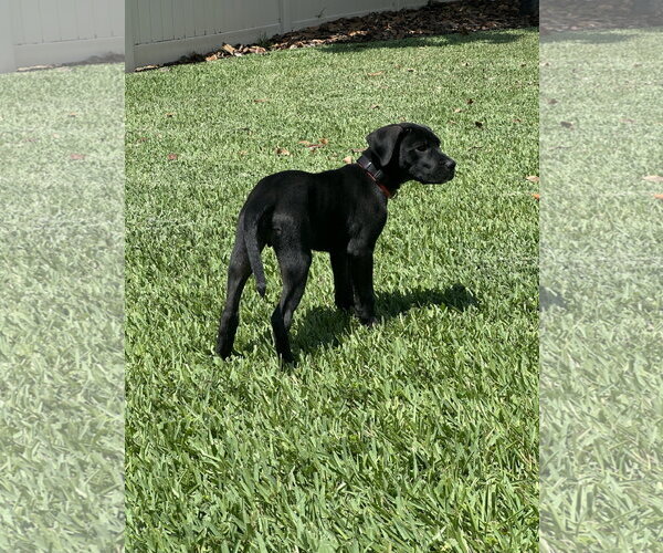 Medium Photo #3 Mutt Puppy For Sale in Orlando, FL, USA