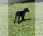 Small #2 Mutt