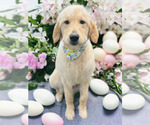 Small Photo #32 Goldendoodle Puppy For Sale in GREENBRIER, AR, USA