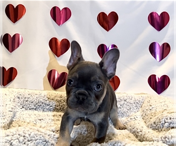 Medium Photo #1 French Bulldog Puppy For Sale in FORNEY, TX, USA