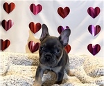 Small Photo #1 French Bulldog Puppy For Sale in FORNEY, TX, USA