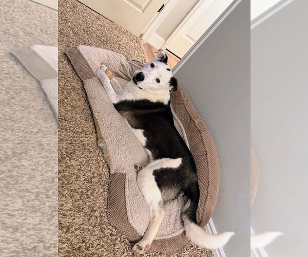 Medium Photo #11 Border Collie-Unknown Mix Puppy For Sale in Sandy, UT, USA