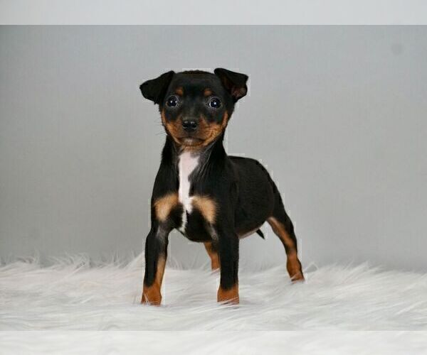 Medium Photo #2 Miniature Pinscher Puppy For Sale in WARSAW, IN, USA