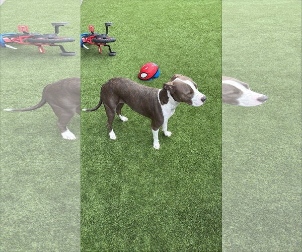Medium Photo #1 American Pit Bull Terrier-Unknown Mix Puppy For Sale in Chandler, AZ, USA