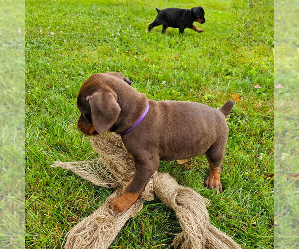 Medium Photo #3 Doberman Pinscher Puppy For Sale in FORT LAUDERDALE, FL, USA