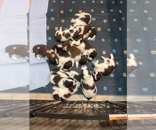 Medium Photo #1 Saint Bernard Puppy For Sale in BAKERSFIELD, CA, USA