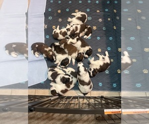 Saint Bernard Puppy for Sale in BAKERSFIELD, California USA