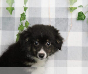 Miniature American Shepherd Puppy for sale in MARIETTA, GA, USA