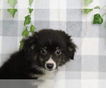 Image preview for Ad Listing. Nickname: Mini Aussie