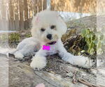 Small #6 Maltese